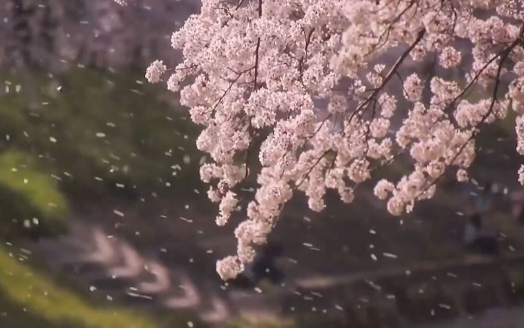 [图]在周杰伦的花海里感受我们无比美好的世界，这一刻，我们也在花海 （我们热爱世界时便生活在这世界上——泰戈尔）