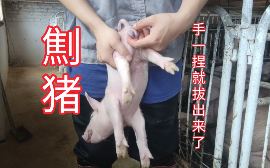 经常被猪劁的都知道 被劁时会一直狂叫不止哔哩哔哩bilibili