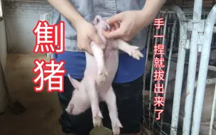 Download Video: 经常被猪劁的都知道 被劁时会一直狂叫不止