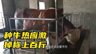 Скачать видео: 南方适合养西门塔尔牛吗？种公牛出现热应激，半个月掉称上百斤