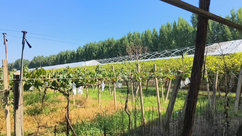 白鹿原葡萄主题公园(西安)-葡萄熟了!