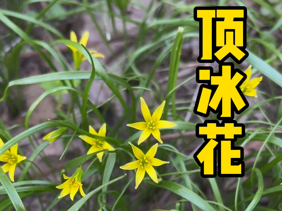 [图]山里长的像葱一样的顶冰花，你们一定要认识它！#顶冰花 #识百草 #野生本草