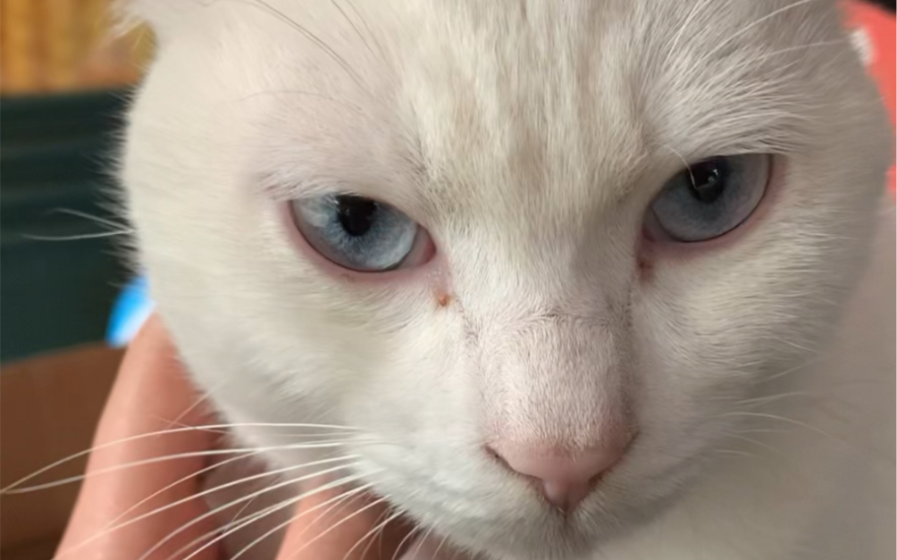 有一双漂亮的蓝眼睛