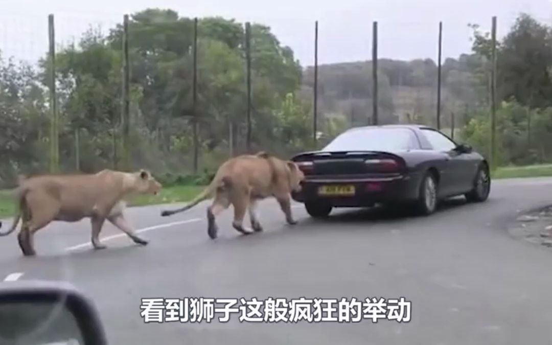 老虎跳上汽车顶部,男子一脚踩下油门,下一秒竟是老虎怂了.哔哩哔哩bilibili