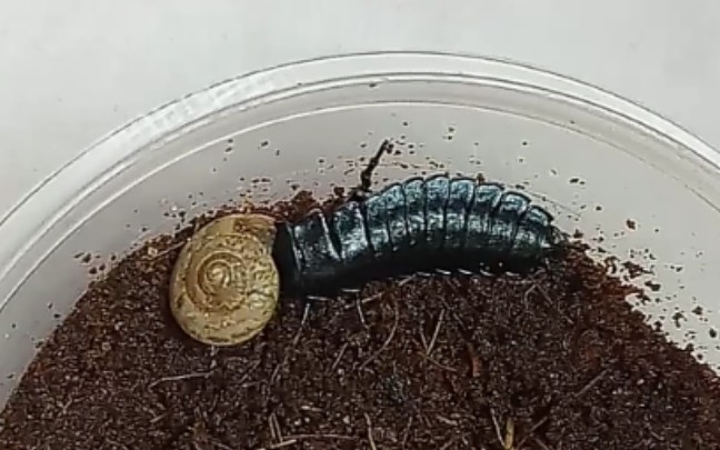 疑步甲幼虫吔蜗牛