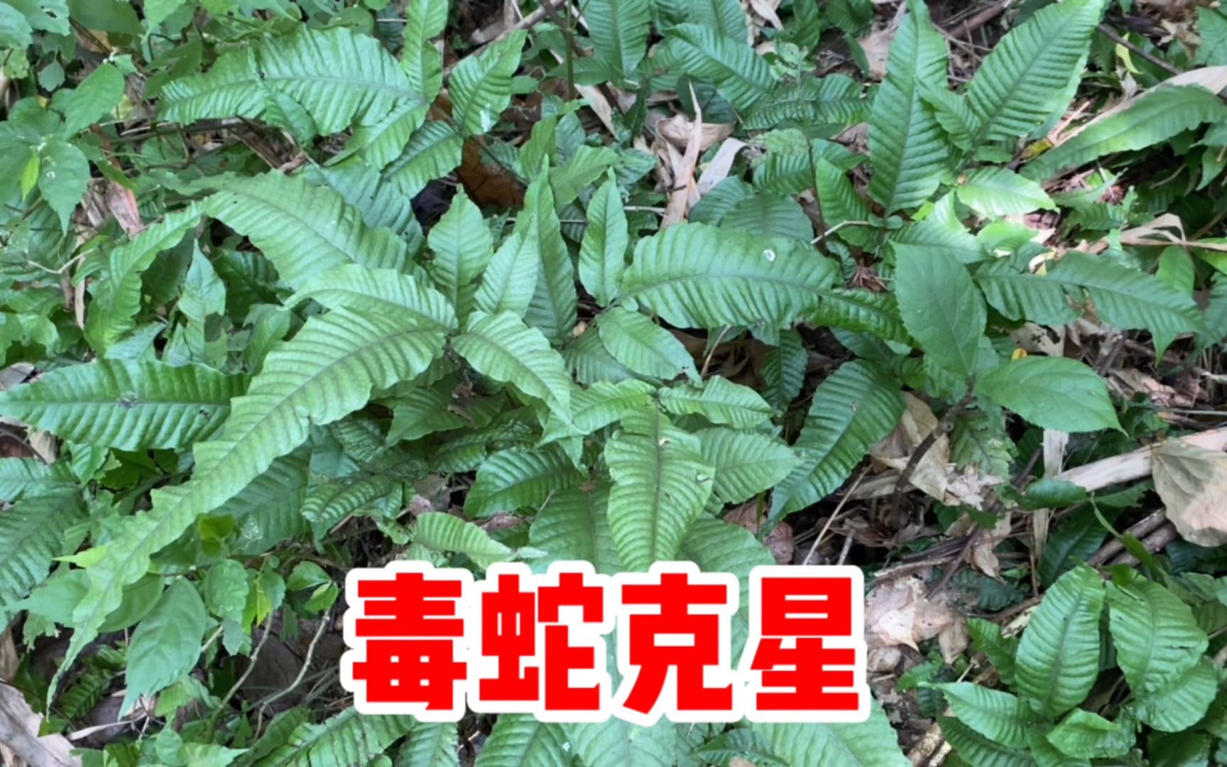 "毒蛇克星"长叶实蕨,它是罕见植物,看看你的家乡有吗?