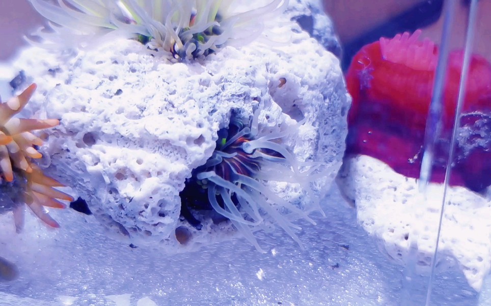 绿疣海葵钻洞皮是不是展开啦