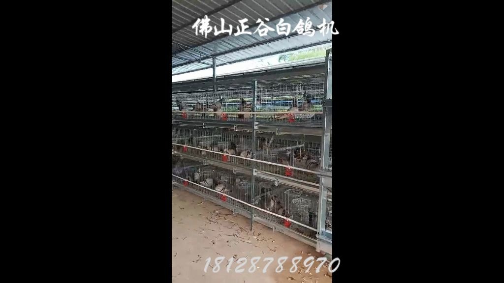 全自动送料清屎机 白鸽 蛋机 肉鸡 家鸡 鹧鸪 全都可以设计无人管理养殖机 自动收蛋清粪机 复式自动养殖 笼 PP带 隔粪带 定制 广东农业养殖机 大型养殖机...