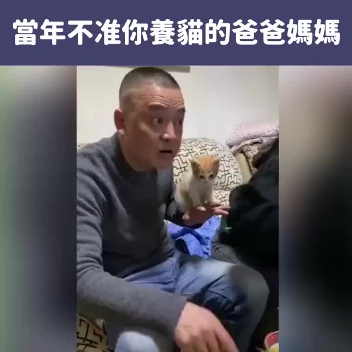 [图]当年不准你养猫的爸爸妈妈