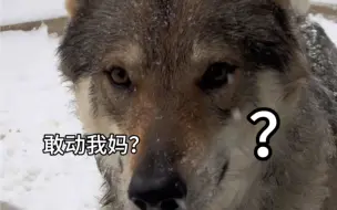 Download Video: 敢动我妈？汗流浃背了吧老弟#护卫犬#捷克狼犬