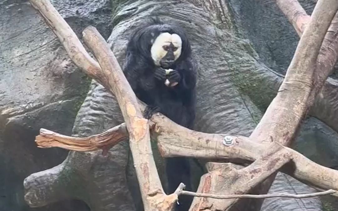 南京红山动物园一猴子走红网络 长相酷似"无脸男"