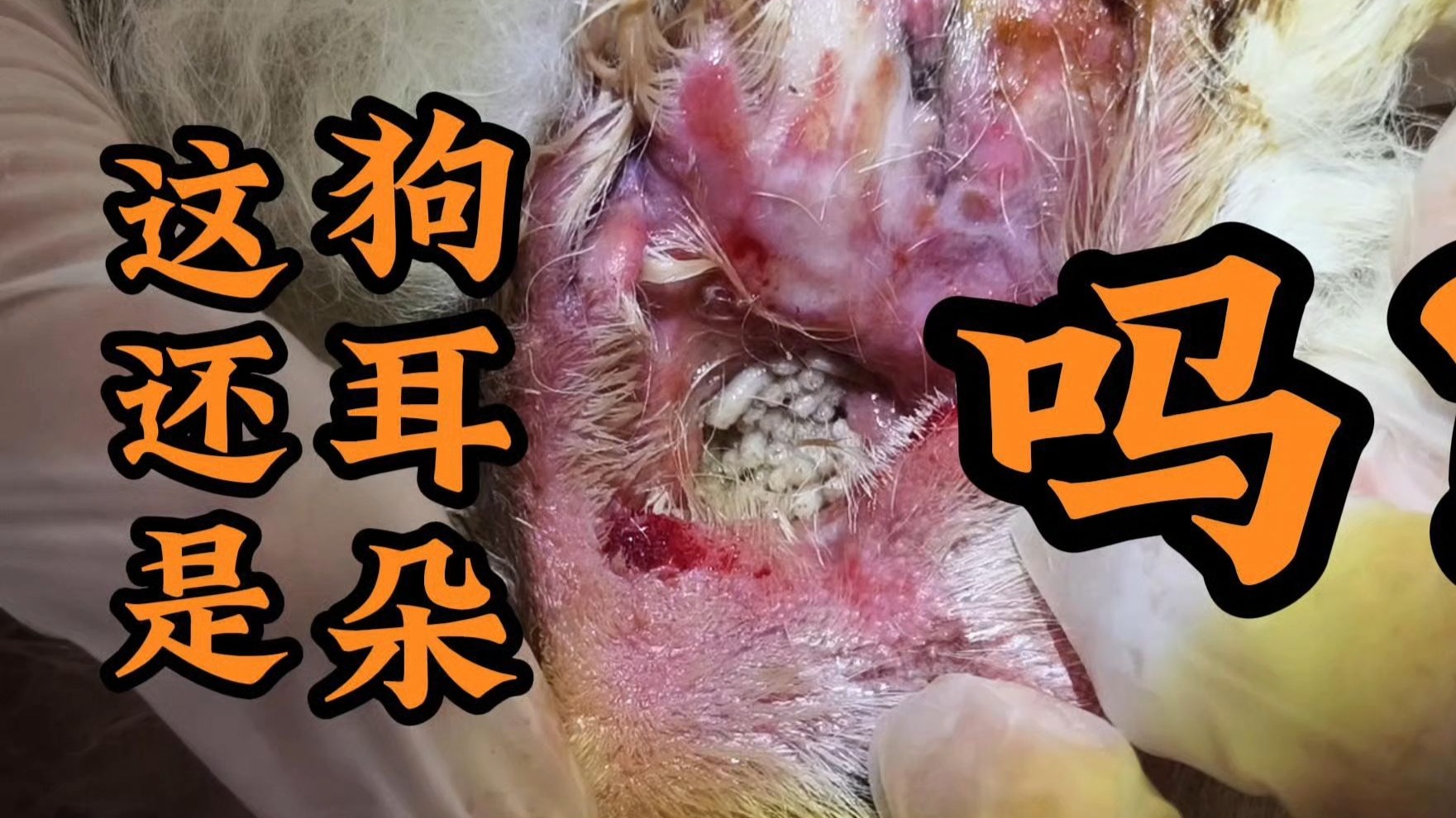 14岁萨摩耶,耳朵里面长蛆了