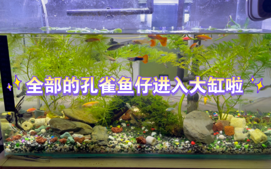 捡漏50cm大缸之全部的孔雀鱼仔进入大缸啦