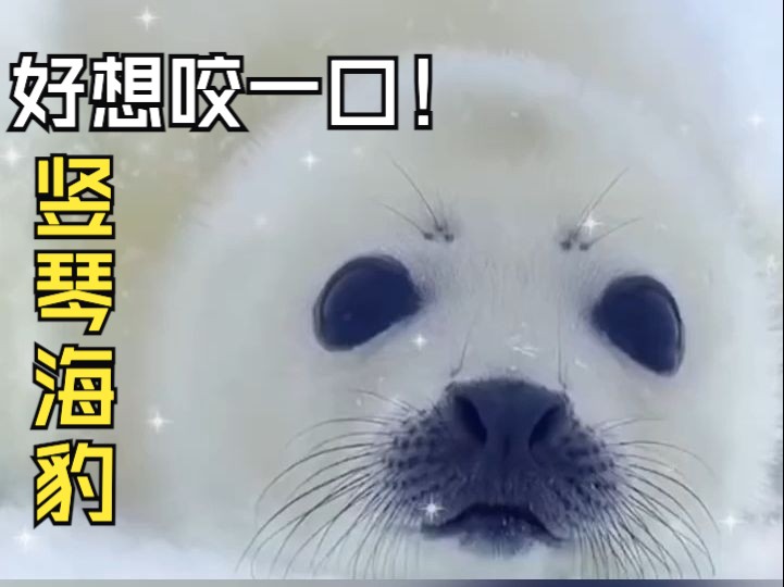好想咬一口的糯米糍!萌到让人心化的可爱宝宝:竖琴海豹