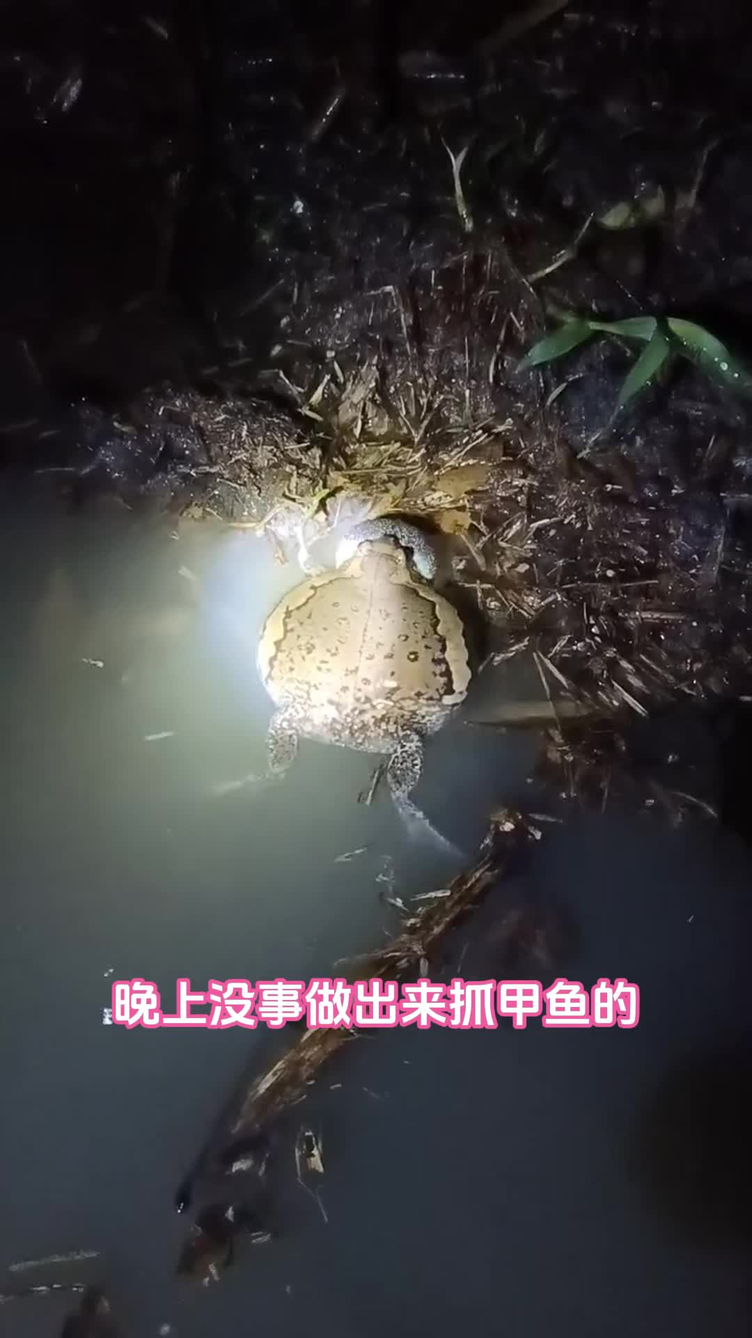 4月19日晚上抓甲鱼看到奇怪小蛙1