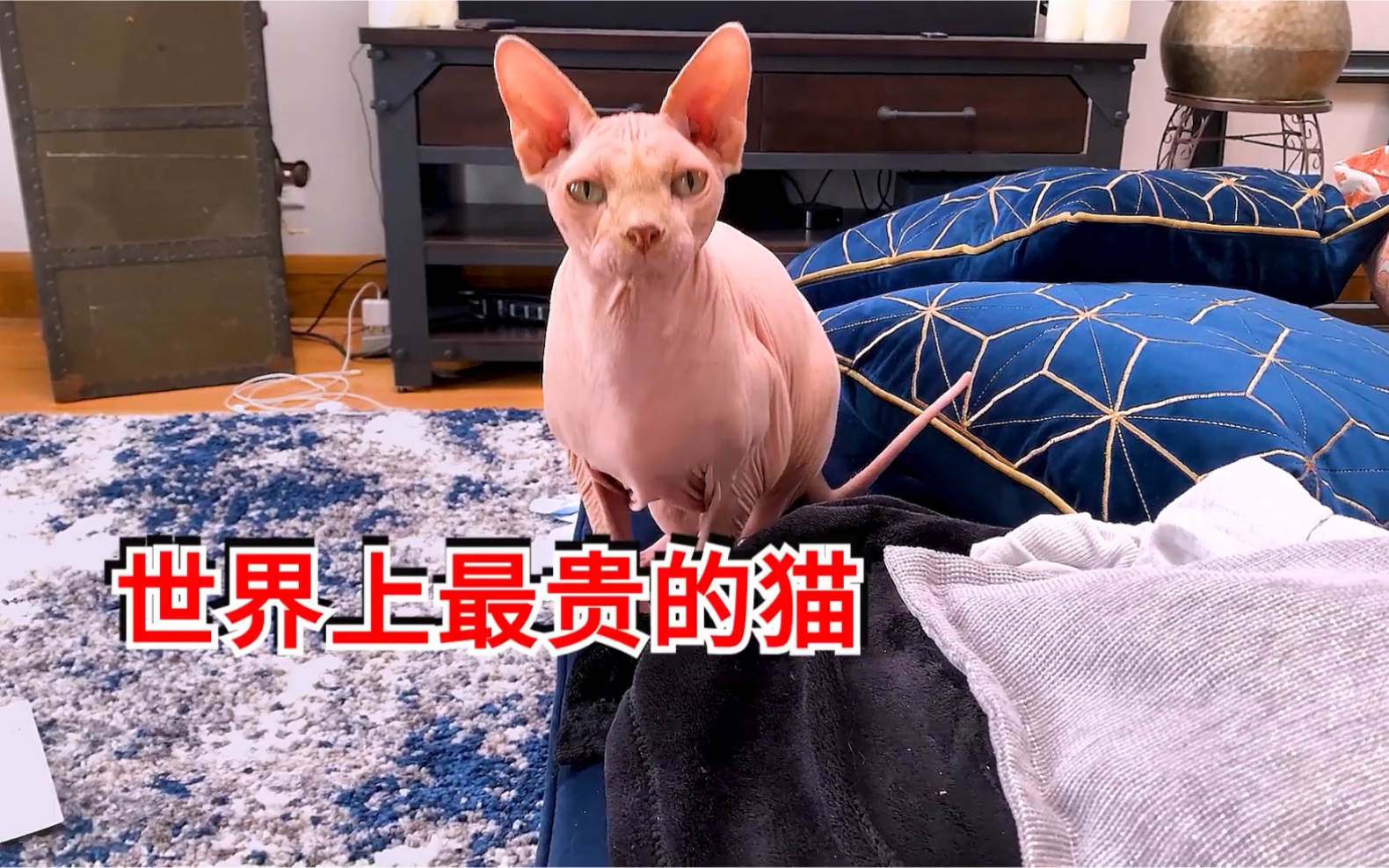 世界上最贵的猫,价格堪比一套别墅!哔哩哔哩bilibili