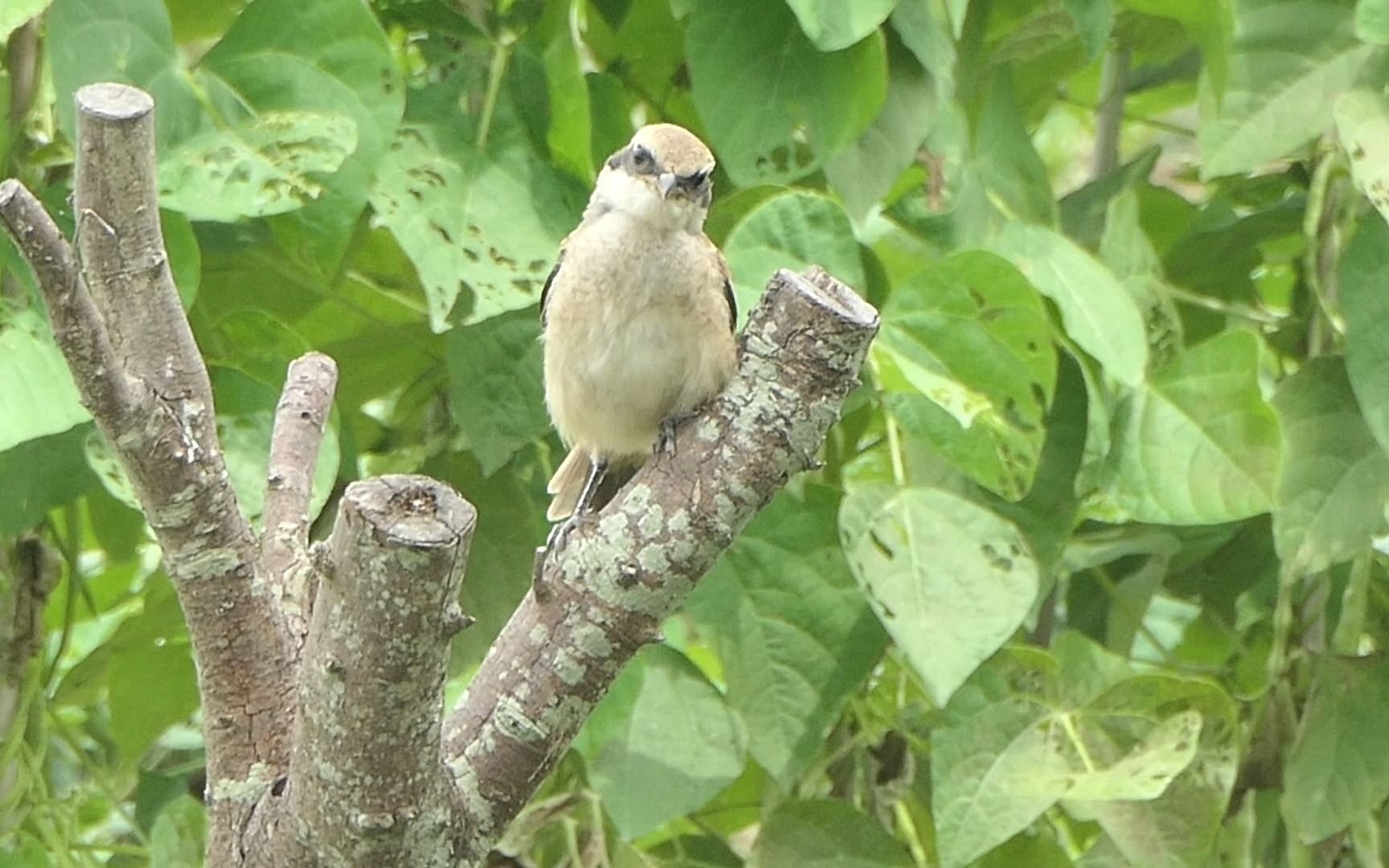 棕背伯劳幼鸟一只
