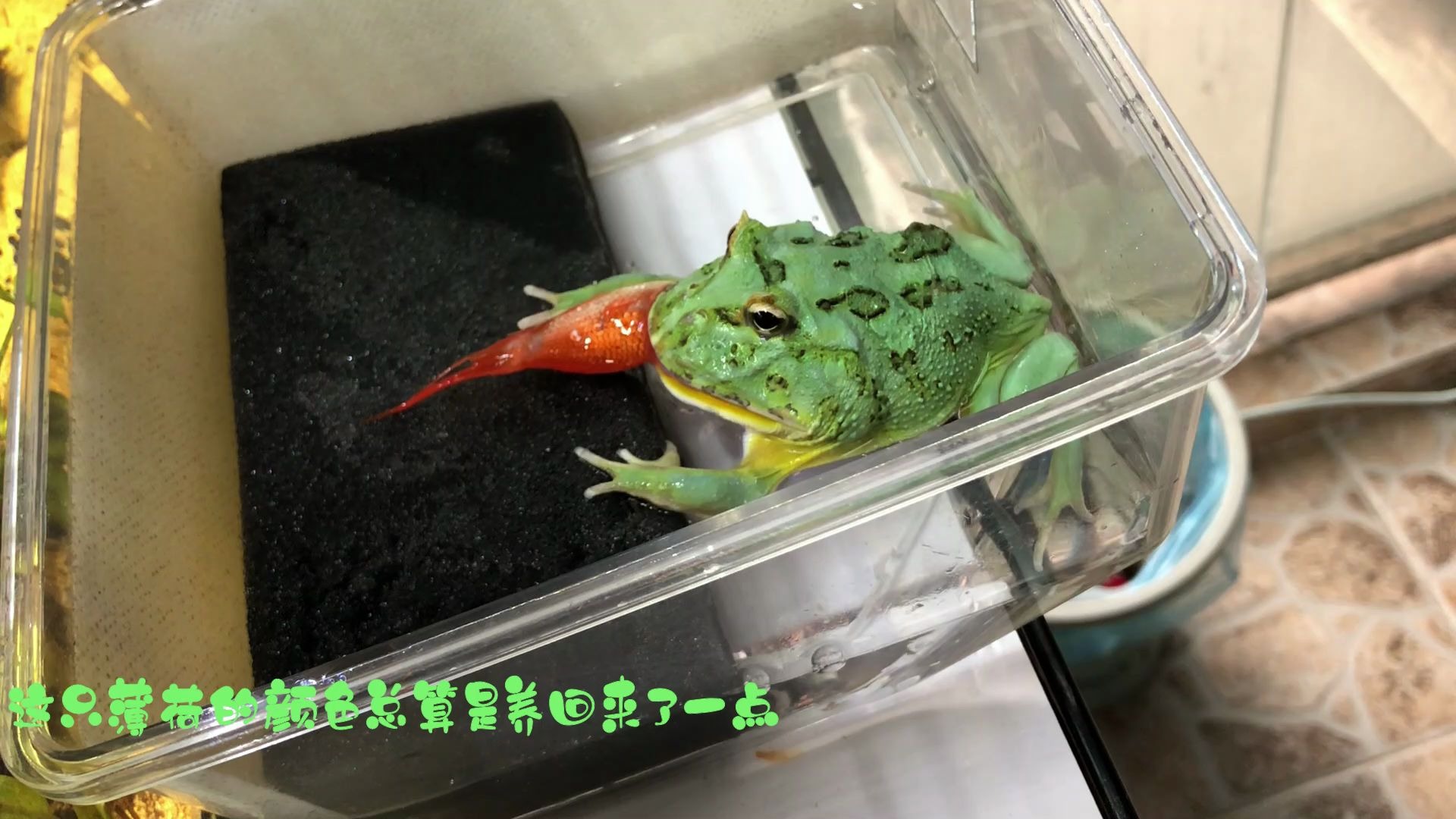 角蛙角蛙日常喂食第二波这次喂速冻小草金儿
