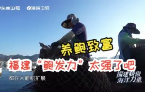 Download Video: 【福建骄傲海洋力量】养鲍致富，福建“鲍发力”太强了吧！