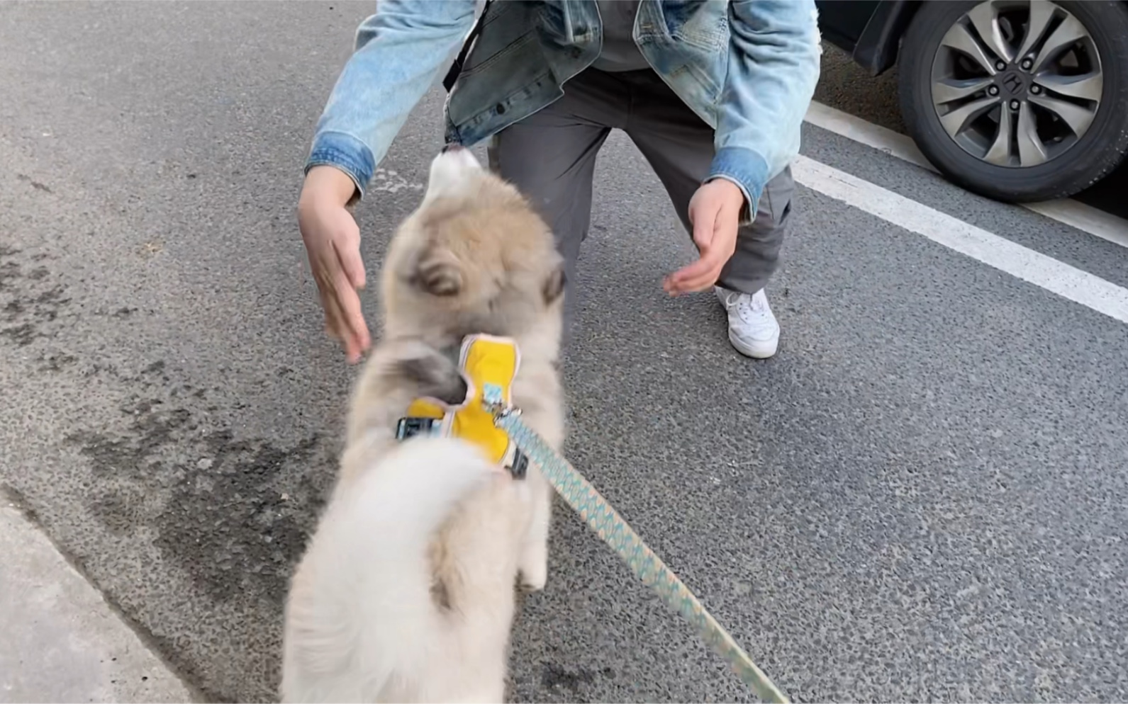 小定春长大了,可以乖乖送爸比出差了~但是依然不听麻麻的话,不给吃的