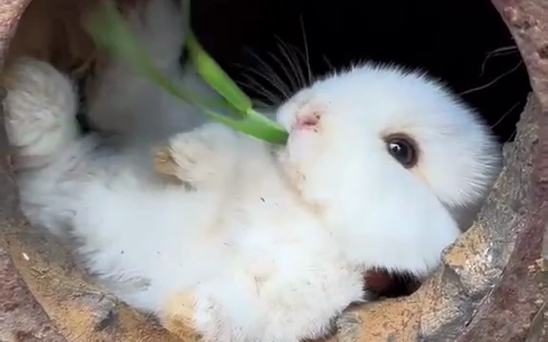 【超萌小兔子魅力爆棚】揭秘小兔子的惊人可爱,让你欲罢不能!