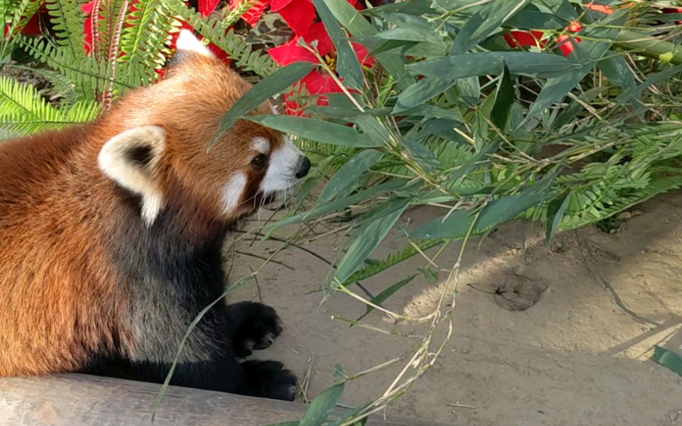 小熊猫吃竹子