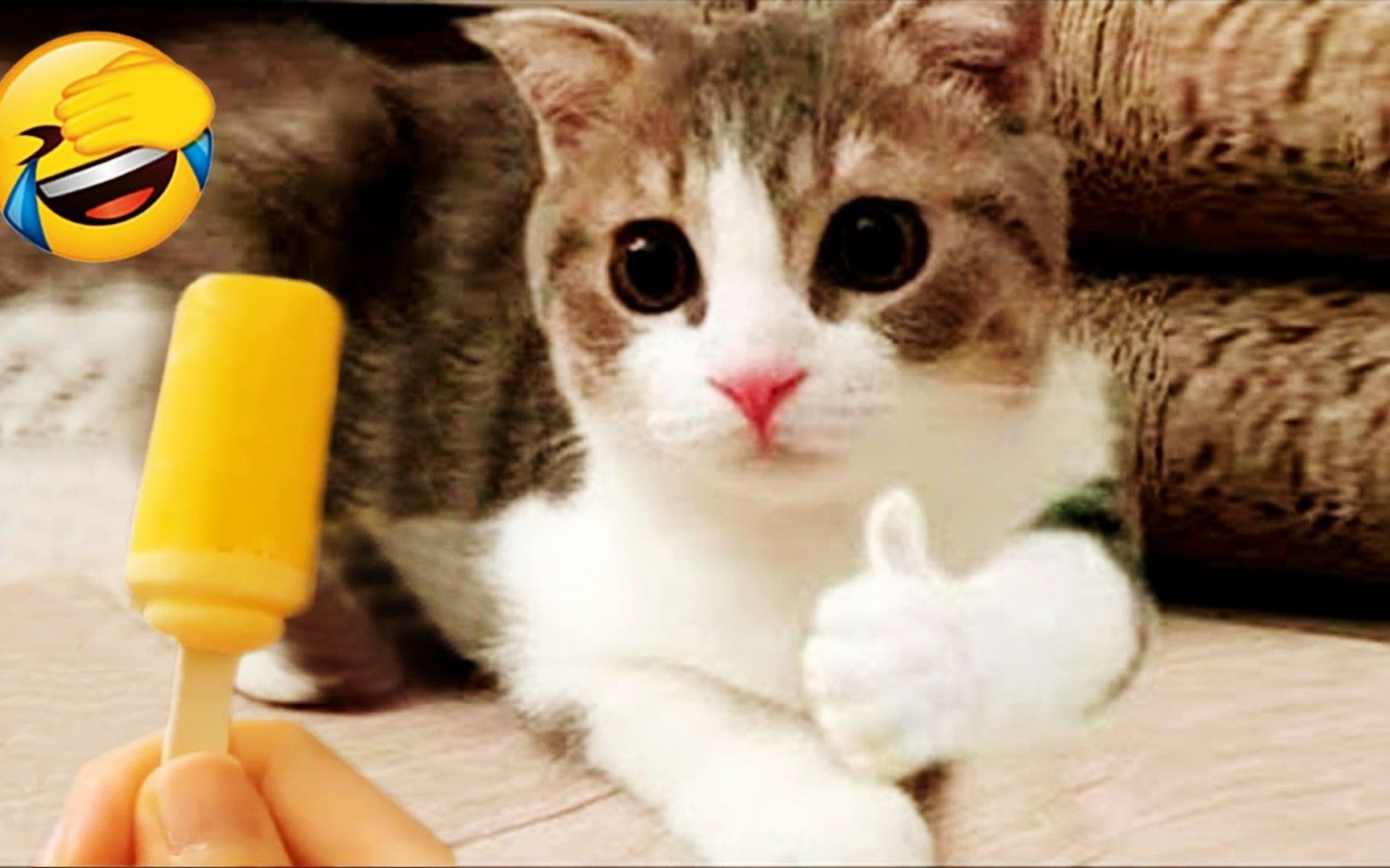 搞笑萌宠:盘点那些成精的猫咪,给你点赞的小咪,是不是又萌又可爱!