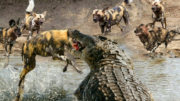 活动  鬣狗群殴鳄鱼,惨遭鳄鱼活活咬死