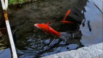 该说不说自从养了鱼，喝酒聚会可以迟到，回家喂鱼不能忘。