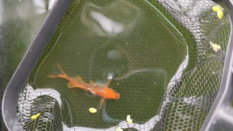 观背青鱂 简易给新手讲下孵化鱼卵鱼苗带大 哔哩哔哩 Bilibili