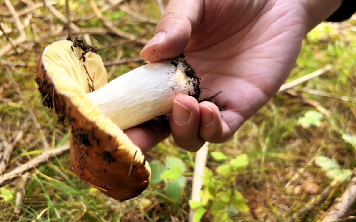 新疆天池捡菌子