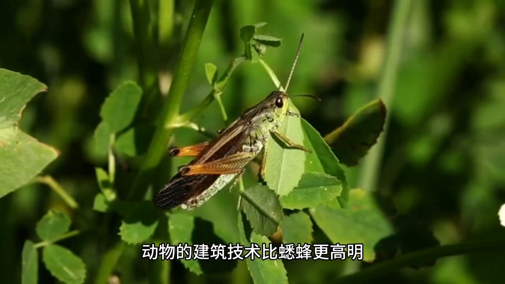 [图]昆虫记之快乐的蟋蟀