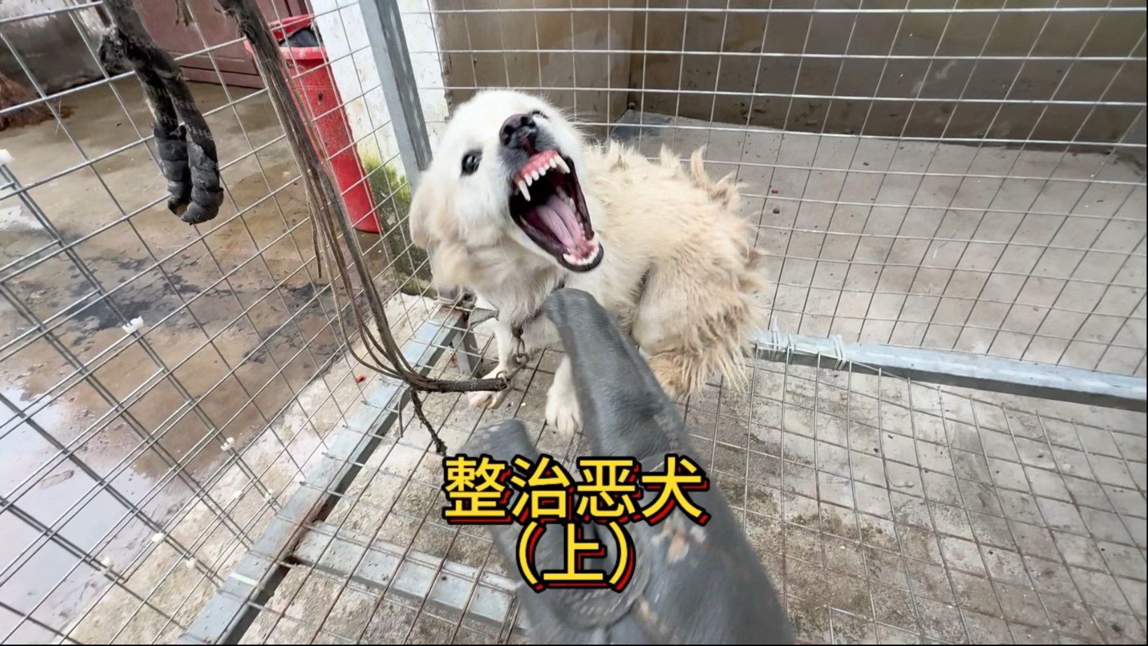 粉丝送来一只咬人凶猛的恶犬让我帮忙整治一下，对于这种咬人的恶犬必须把它咬人的坏习惯给改掉。