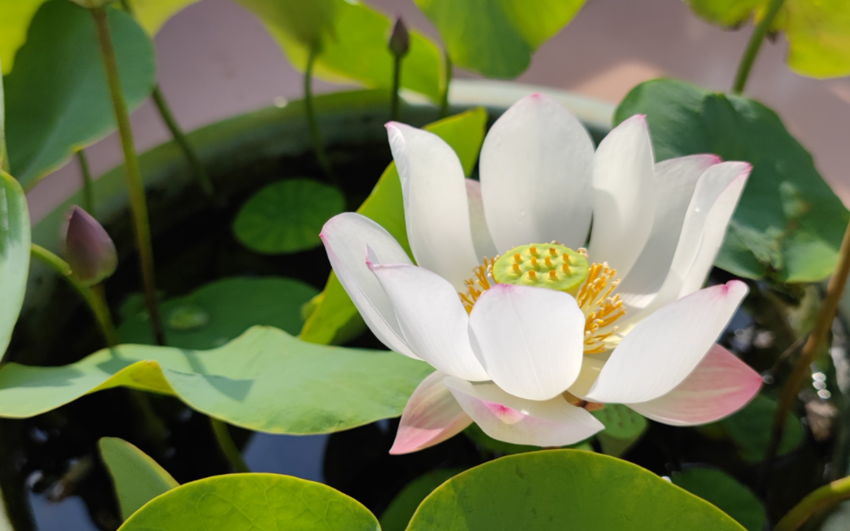 【碗莲】白衣仙子1号