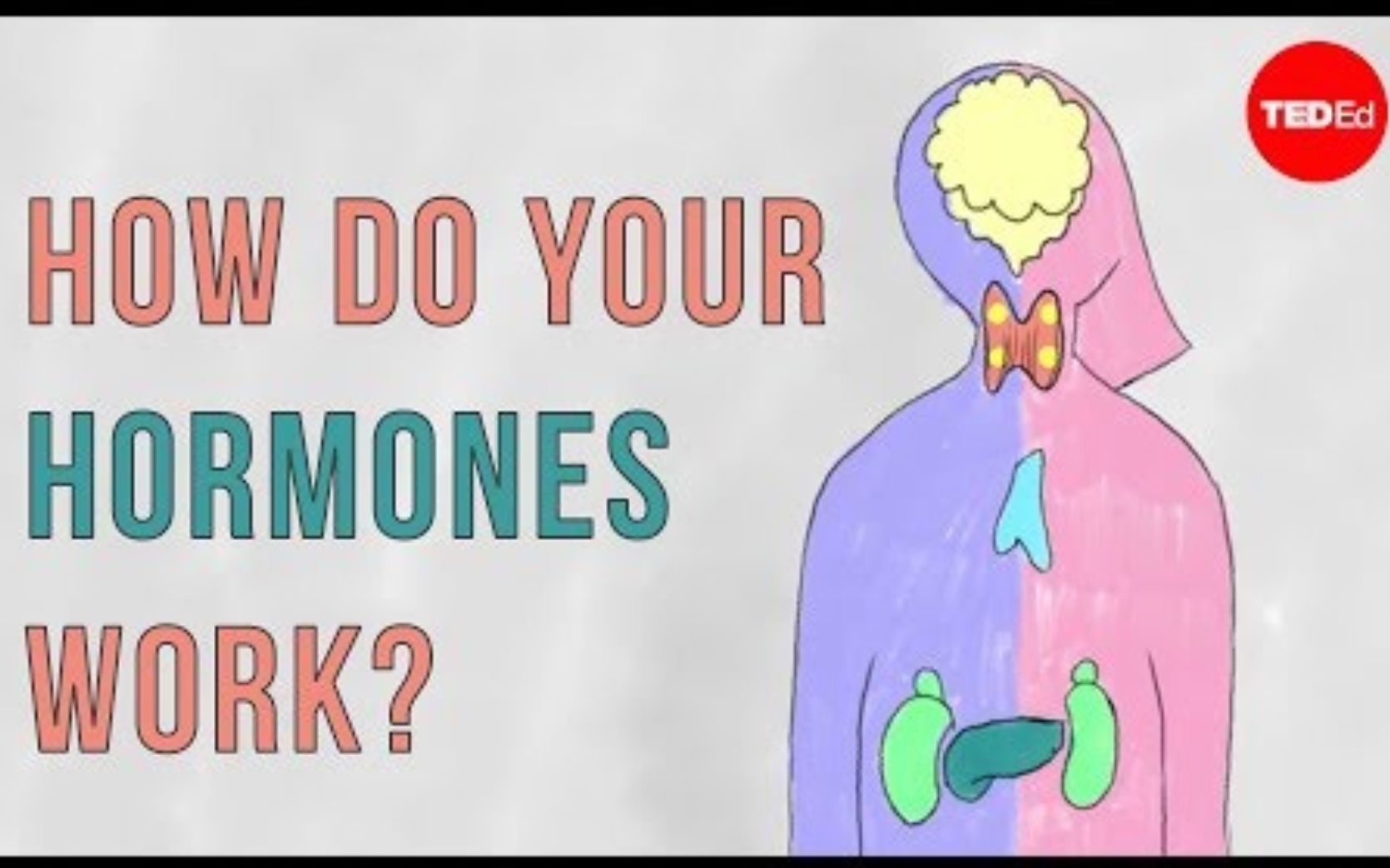 【TedED】激素的运作原理 How Do Your Hormones Work哔哩哔哩bilibili