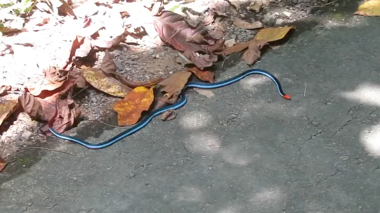 爪哇丽纹蛇,也叫蓝长腺珊瑚蛇,属于丽纹蛇属,性情温顺,被咬村里摆桌