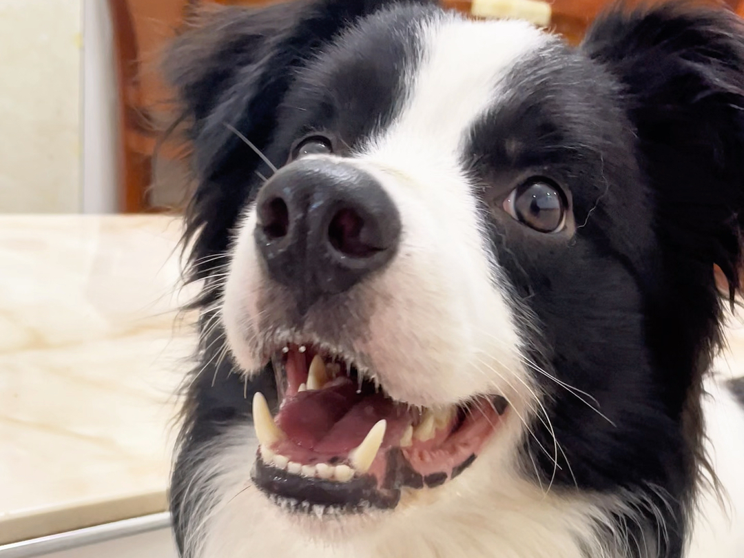 没有哪个小狗被夸不会扬起嘴角!