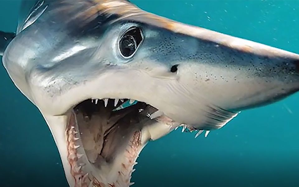 十大恐怖鲨鱼图片生物图片