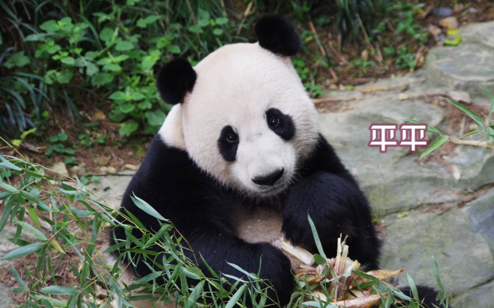 【大熊猫平平】15后美食鉴赏大师_哔哩哔哩_bilibili