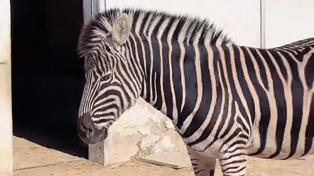 看斑马如何睡觉的