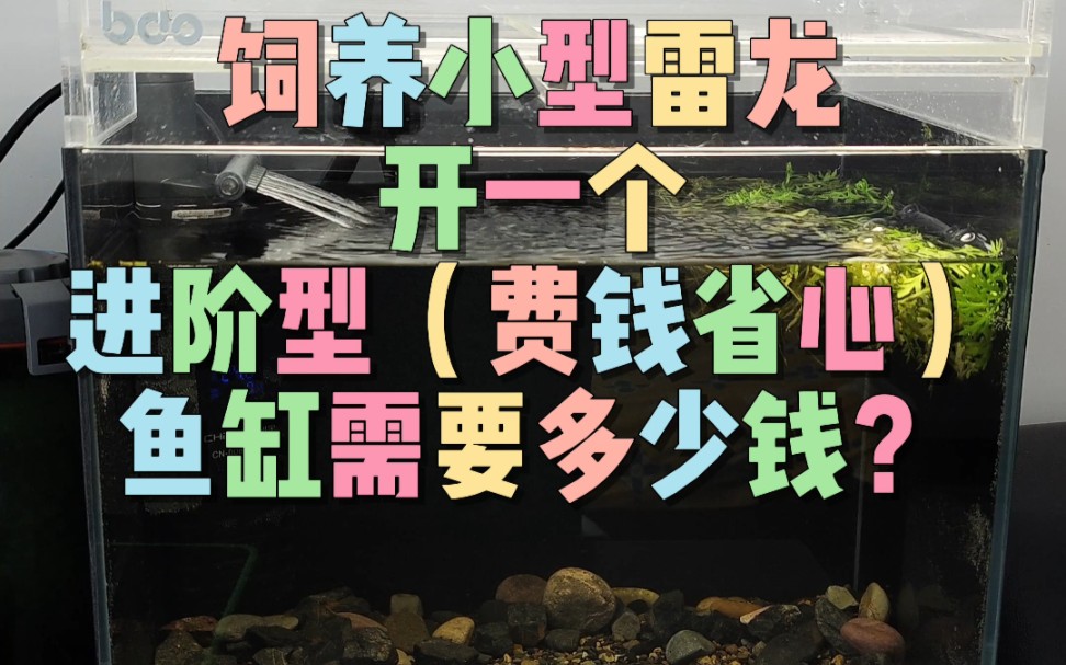 养小型雷龙开一个进阶型(省心费钱)的鱼缸需要多少钱?今天咱们揭秘一下!哔哩哔哩bilibili