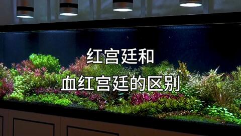 水草的寿命是多少 哔哩哔哩