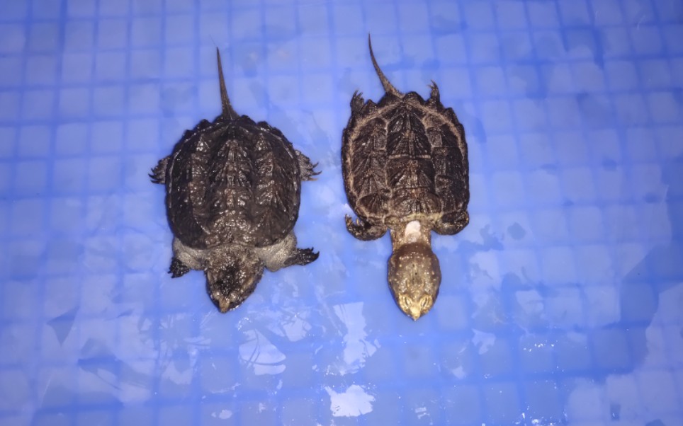 关于鳄龟冬眠你真的了解嘛