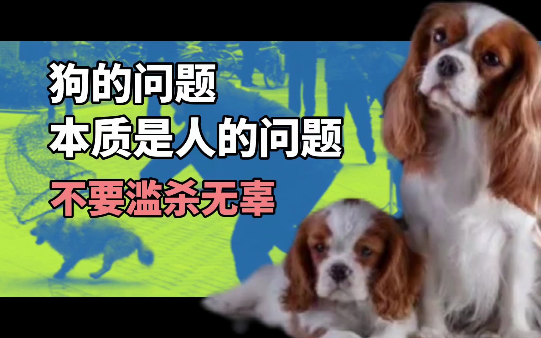校园捕杀流浪狗？！狗的问题本质是人的问题！不要滥杀无辜！可以不爱但不要伤害！ - 哔哩哔哩