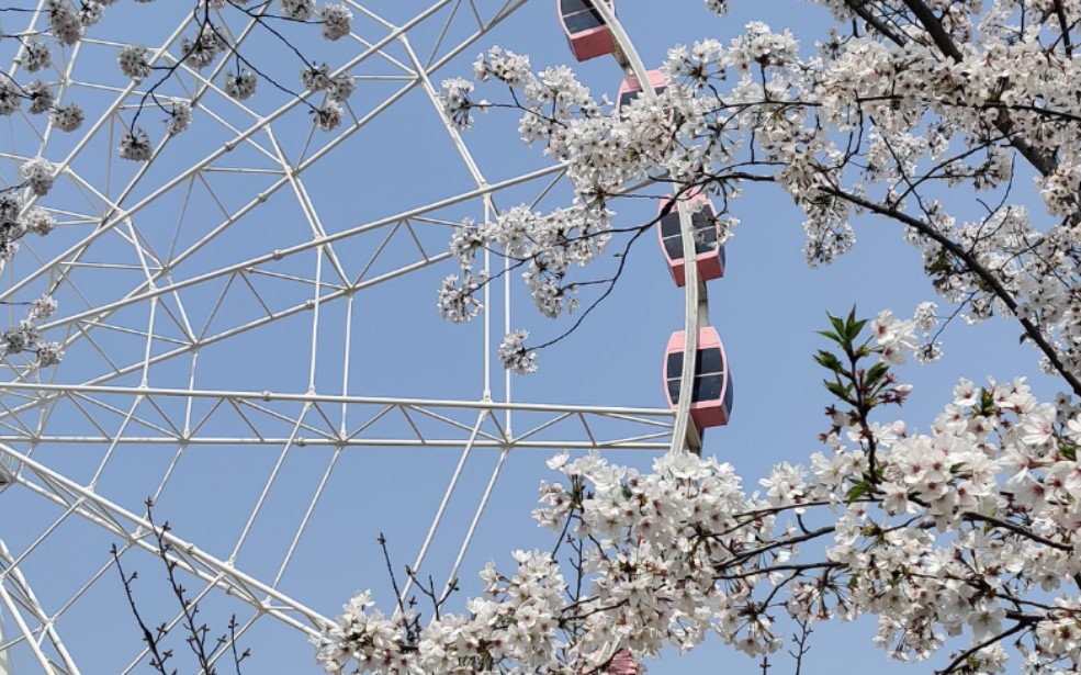 樱花摩天轮