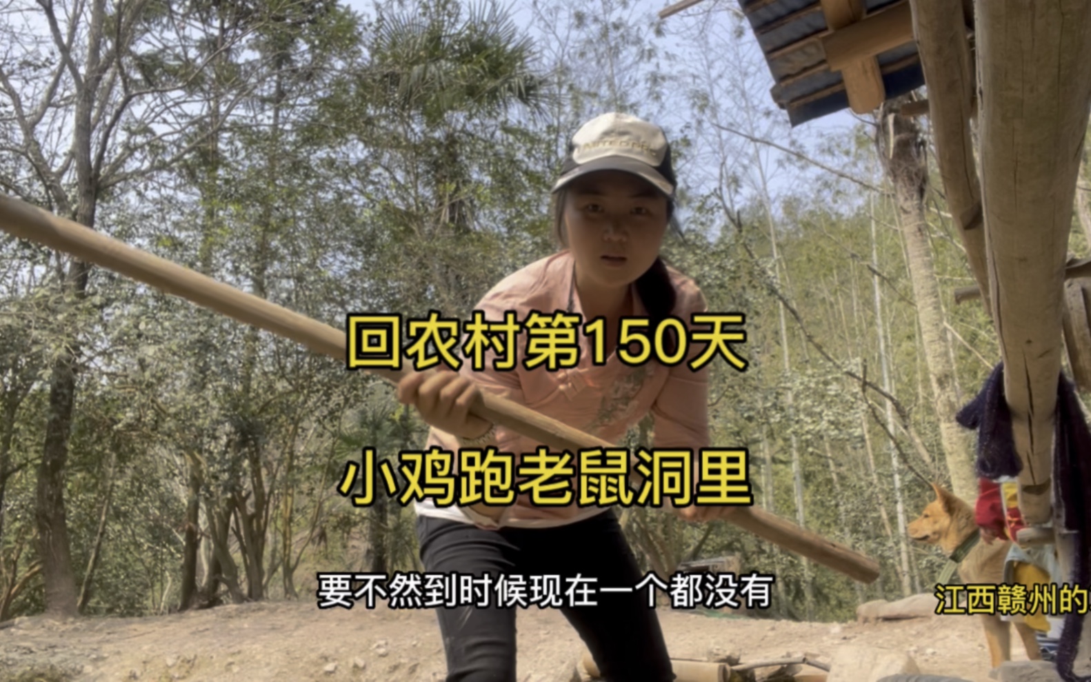 大山里养的鸡就是不一样,刚出生的小鸡跑到老鼠洞里,太难抓了!