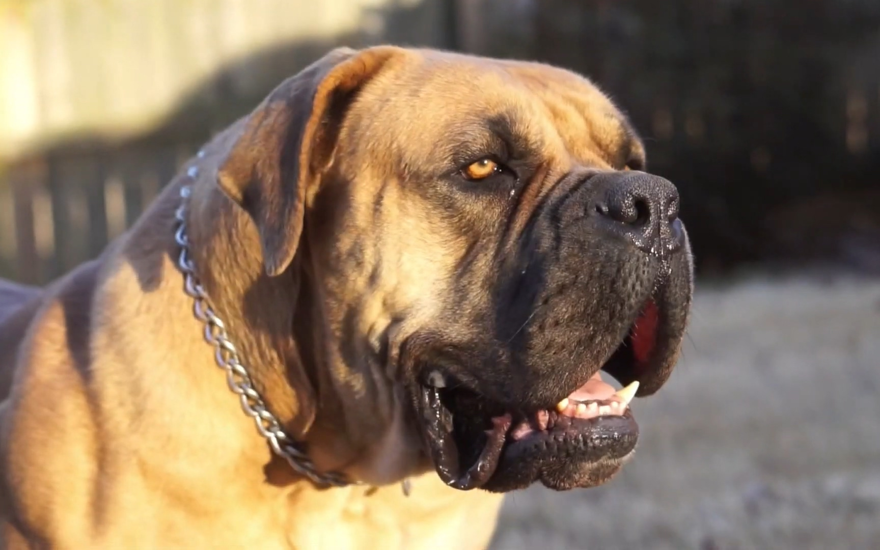 强壮的母南非獒犬