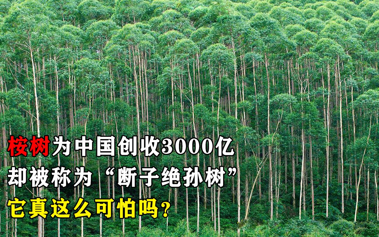 桉树为中国创收3000亿,却被称为“断子绝孙树”,它真这么可怕吗?哔哩哔哩bilibili