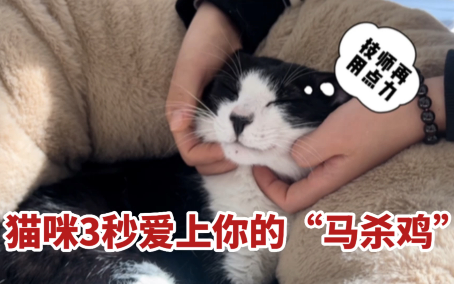 [图]5个猫咪按摩手法，❤️让猫疯狂爱上你‼️