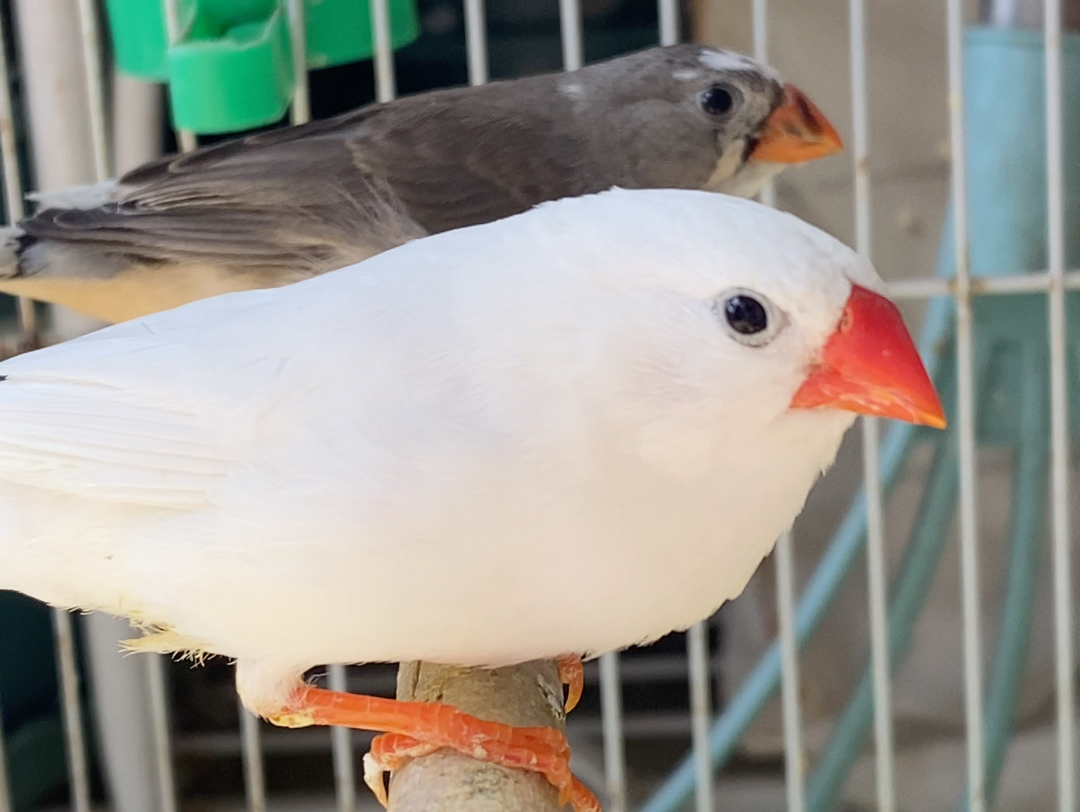 珍珠鸟成长日记之小白带娃记